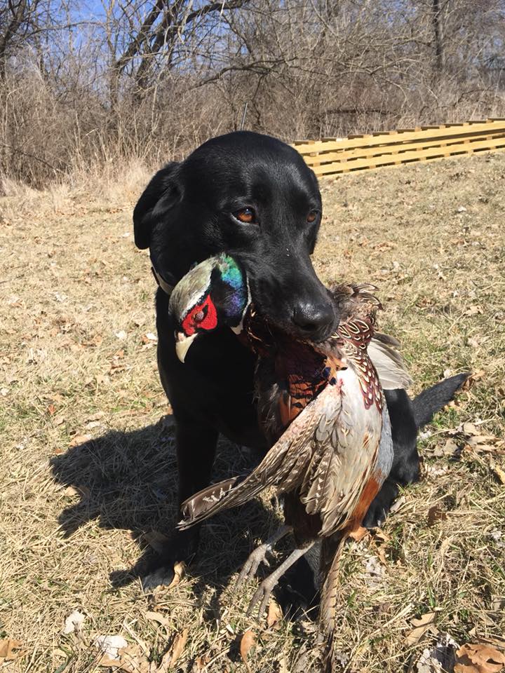 Pheasant Hunts at Strut -N- Rut
