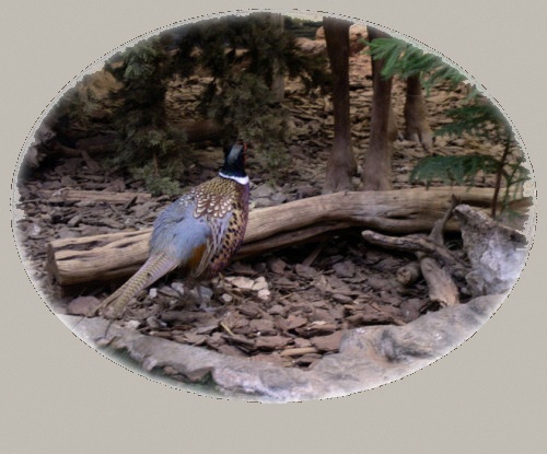 Pheasant Hunts at Strut -N- Rut